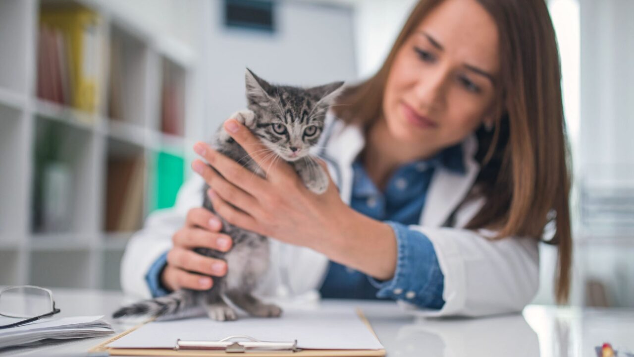 How to Get the Most Out of Your First Visit to the Vet Clinic